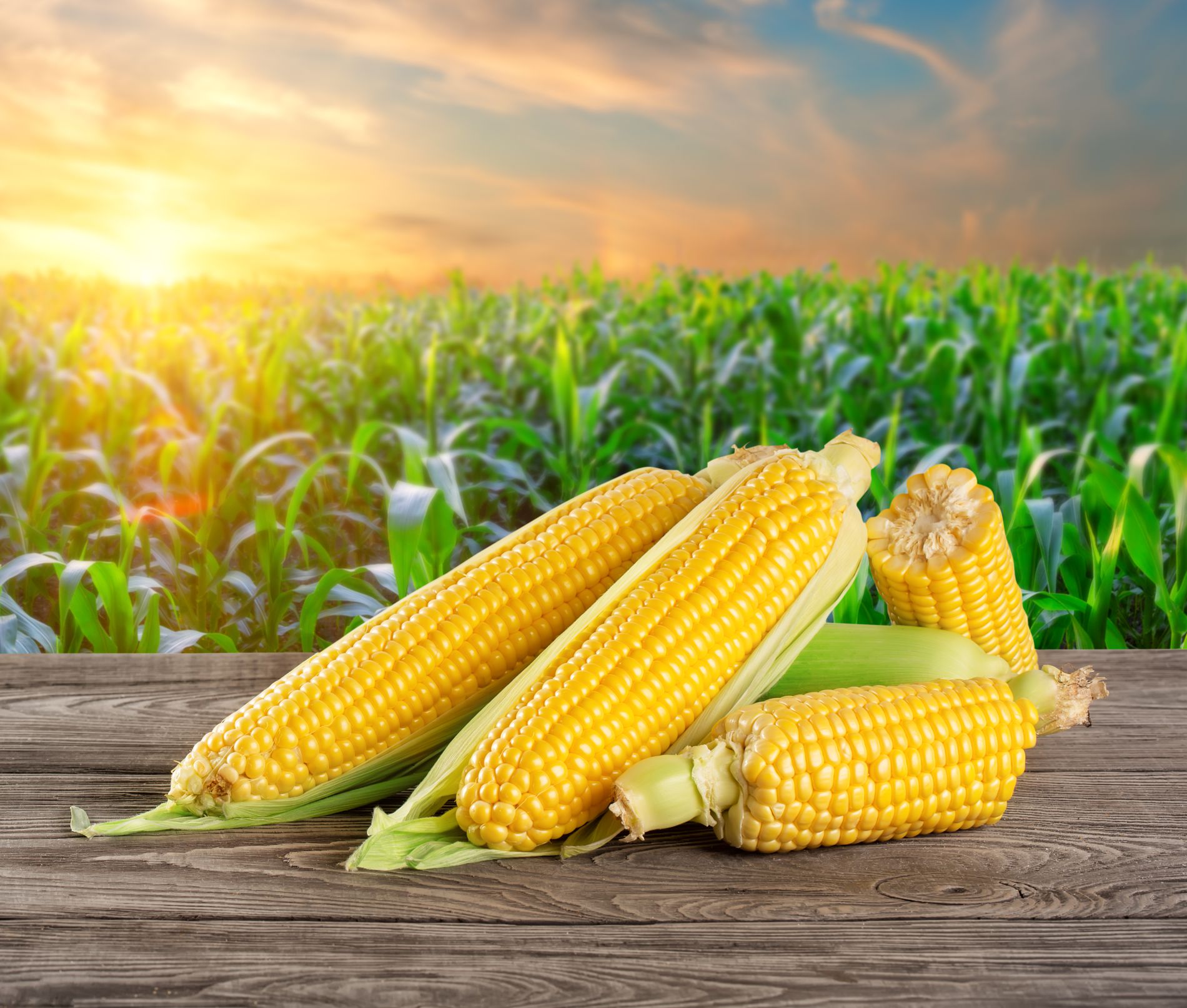 Maharashtra’s Ideal Environment for Growing Maize