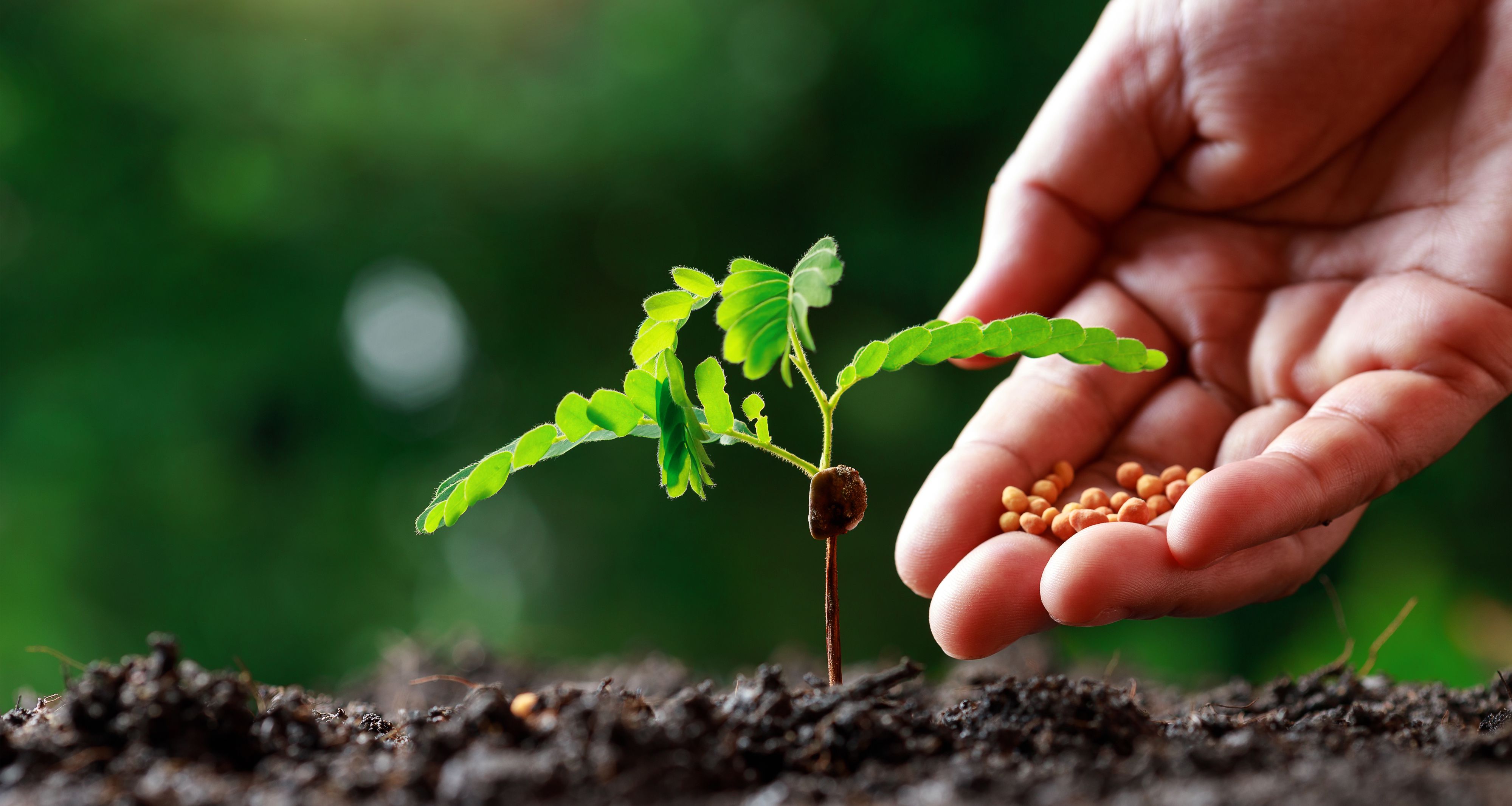 Seed Division